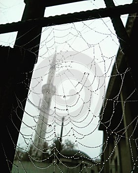 autumn morning and raindrops on spider web